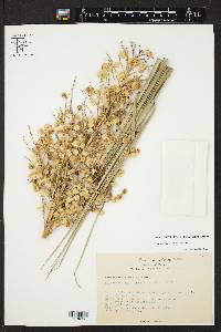 Beaucarnea gracilis image