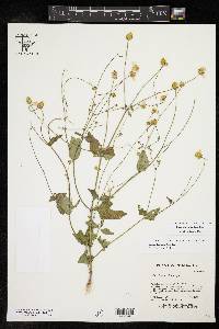 Tridax luisana image