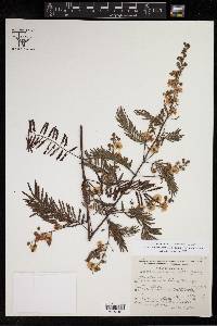 Acacia angustissima var. angustissima image