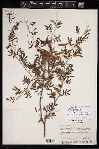 Acaciella leucothrix image