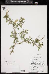 Eysenhardtia texana image