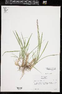 Anthenantia texana image