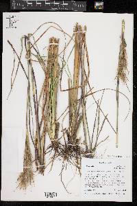 Andropogon glomeratus image