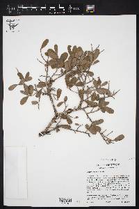 Diospyros texana image