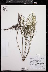 Euthamia pulverulenta image