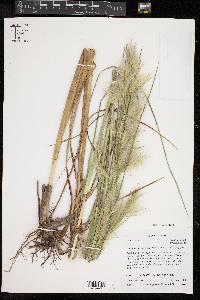 Andropogon glomeratus image