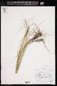 Muhlenbergia capillaris image