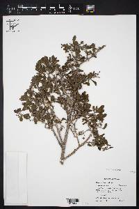 Diospyros texana image