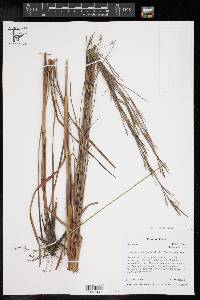 Schizachyrium scoparium var. scoparium image