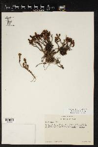Sedum macdonaldii image