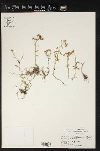 Sedum hintoniorum image