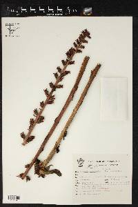 Echeveria crassicaulis image