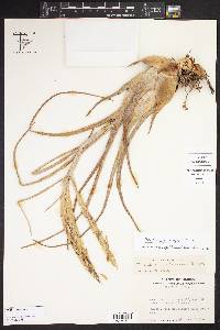 Tillandsia caput-medusae image