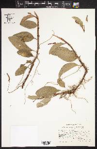 Anthurium scandens image