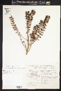 Hechtia laevis image