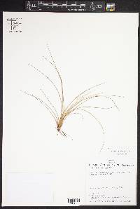 Tillandsia bartramii image