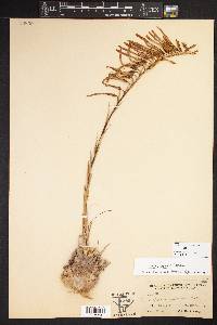 Pitcairnia palmeri image