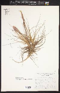 Tillandsia schiedeana image