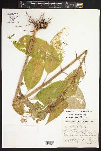 Asclepias pellucida image