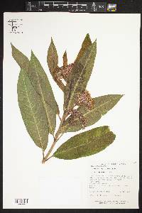 Asclepias pellucida image