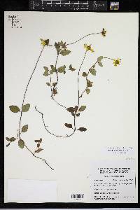 Heliopsis procumbens image