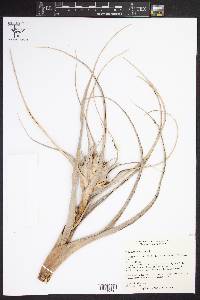 Tillandsia capitata image