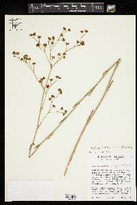 Eriogonum alatum var. glabriusculum image