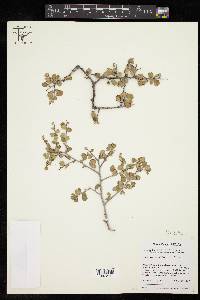 Prunus havardii image