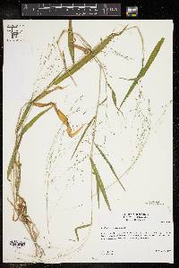 Kellochloa verrucosa image