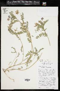 Astragalus pleianthus image