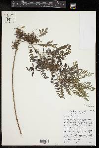 Indigofera suffruticosa image