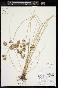 Cyperus elegans image