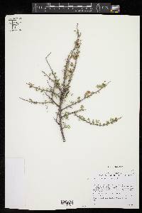 Mimosa borealis image