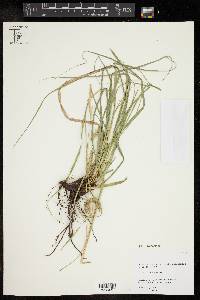 Carex cherokeensis image