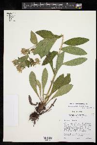 Lithospermum helleri image