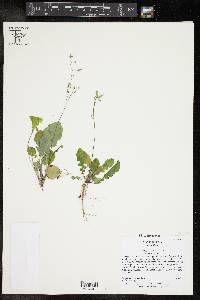 Youngia japonica image