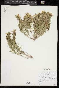 Teucrium laciniatum image