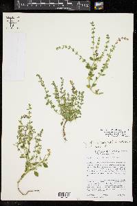 Scutellaria drummondii image