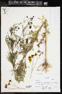 Coreopsis tinctoria image