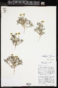 Thymophylla aurea image