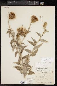 Cirsium texanum image