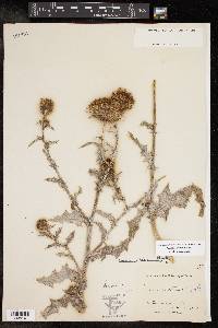 Cirsium texanum image