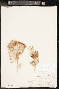 Cirsium undulatum image