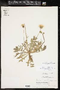 Pyrrhopappus pauciflorus image