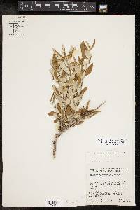Nahuatlea hypoleuca image