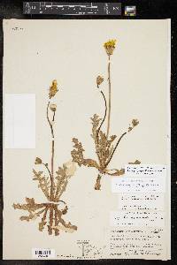 Pyrrhopappus pauciflorus image