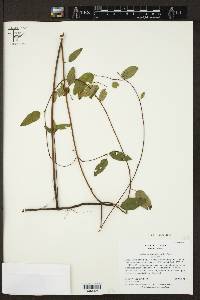 Berchemia scandens image