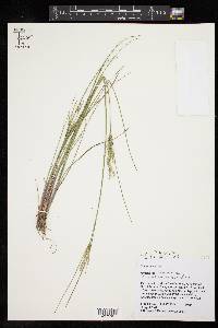 Juncus brachycarpus image