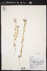 Phlox drummondii image