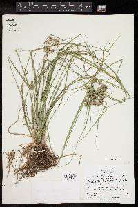 Cyperus croceus image